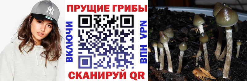 хочу наркоту Краснозаводск Галлюциногенные грибы Psilocybine cubensis